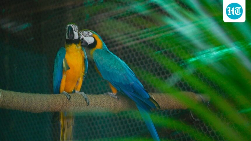 searching-for-love-delhi-zoo-is-looking-for-partners-for-its-20-wild-singles | GIBN searching-for-love:-delhi-zoo-is-looking-for-partners-for-its-20-wild-singles