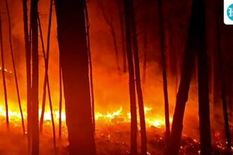 rajouri-in-j&k-records-more-than-100-forest-fire-incidents,-with-850-hectares-affected