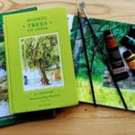 book-box:-how-to-draw-a-tree