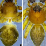 a-new-species-of-lynx-spider-has-been-discovered-in-meghalaya,-no-larger-than-a-fingernail