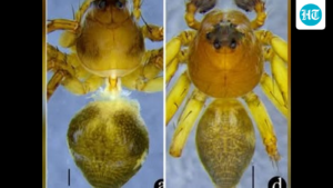 a-new-species-of-lynx-spider-has-been-discovered-in-meghalaya,-no-larger-than-a-fingernail