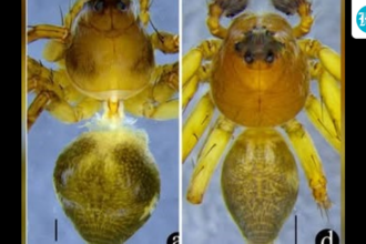 a-new-species-of-lynx-spider-has-been-discovered-in-meghalaya,-no-larger-than-a-fingernail