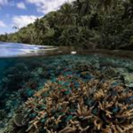 study-identifies-climate-resilient-coral-reefs-around-the-world,-calls-for-better-protection