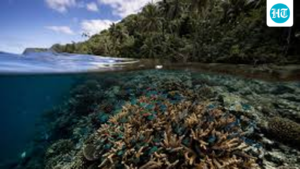 study-identifies-climate-resilient-coral-reefs-around-the-world,-calls-for-better-protection