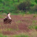 what-led-to-the-great-indian-bustard-conservation-programme?-congress-leader-shares-bounce