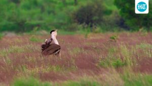 what-led-to-the-great-indian-bustard-conservation-programme?-congress-leader-shares-bounce