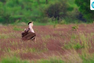 what-led-to-the-great-indian-bustard-conservation-programme?-congress-leader-shares-bounce