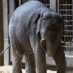 a-wild-elephant-calf-fell-into-a-well-in-pattanamthitta-district-of-kerala,-and-the-rescue-operation-is-still-underway