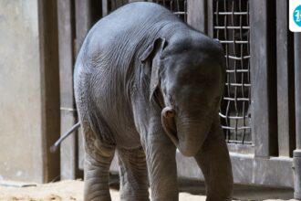 a-wild-elephant-calf-fell-into-a-well-in-pattanamthitta-district-of-kerala,-and-the-rescue-operation-is-still-underway