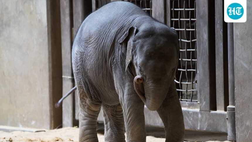 a-wild-elephant-calf-fell-into-a-well-in-pattanamthitta-district-of-kerala,-and-the-rescue-operation-is-still-underway