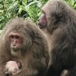 meghalaya-state-zoo-records-first-birth-of-a-stump-tailed-macaque