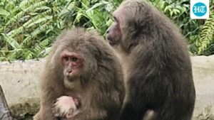 meghalaya-state-zoo-records-first-birth-of-a-stump-tailed-macaque