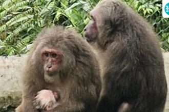 meghalaya-state-zoo-records-first-birth-of-a-stump-tailed-macaque