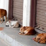 madras-hc-seeks-reports-on-management-of-stray-dogs-from-tamil-nadu,-puducherry-government