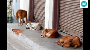 madras-hc-seeks-reports-on-management-of-stray-dogs-from-tamil-nadu,-puducherry-government