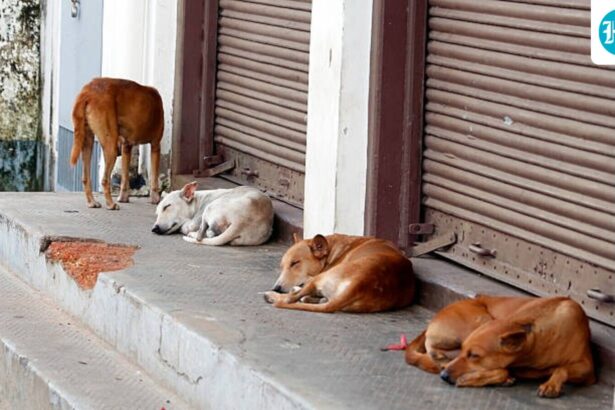 madras-hc-seeks-reports-on-management-of-stray-dogs-from-tamil-nadu,-puducherry-government