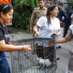 more-than-30-dogs-and-cats-were-rescued-from-a-pet-facility-in-the-lucknow-fire