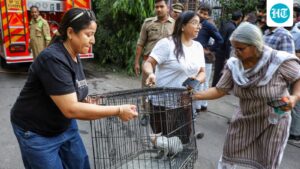 more-than-30-dogs-and-cats-were-rescued-from-a-pet-facility-in-the-lucknow-fire