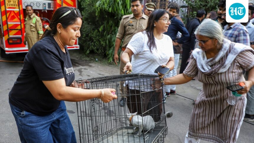 more-than-30-dogs-and-cats-were-rescued-from-a-pet-facility-in-the-lucknow-fire