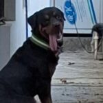 up:-a-rottweiler-was-rescued-after-26-days-of-confinement-in-the-house-of-the-ghazipur-murder-accused
