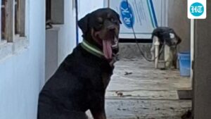 up:-a-rottweiler-was-rescued-after-26-days-of-confinement-in-the-house-of-the-ghazipur-murder-accused