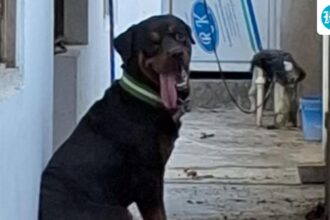 up:-a-rottweiler-was-rescued-after-26-days-of-confinement-in-the-house-of-the-ghazipur-murder-accused