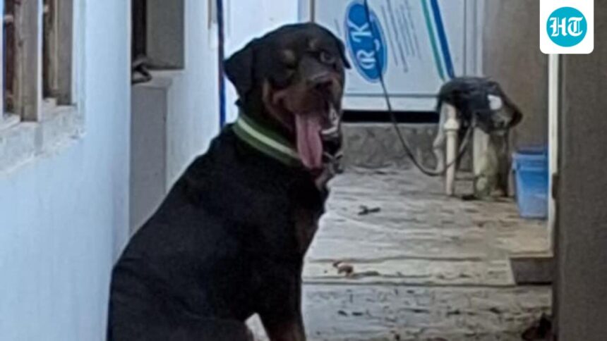 up:-a-rottweiler-was-rescued-after-26-days-of-confinement-in-the-house-of-the-ghazipur-murder-accused