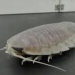 scientifically:-an-animal-that-can-survive-for-five-years-without-eating