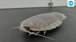 scientifically:-an-animal-that-can-survive-for-five-years-without-eating
