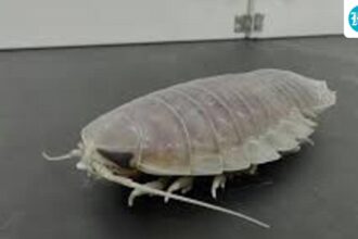scientifically:-an-animal-that-can-survive-for-five-years-without-eating