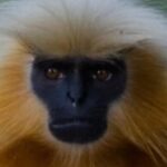 7-golden-langur-puppies-rescued-from-traffickers-and-released-into-the-wild:-assam-forest-minister