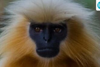 7-golden-langur-puppies-rescued-from-traffickers-and-released-into-the-wild:-assam-forest-minister