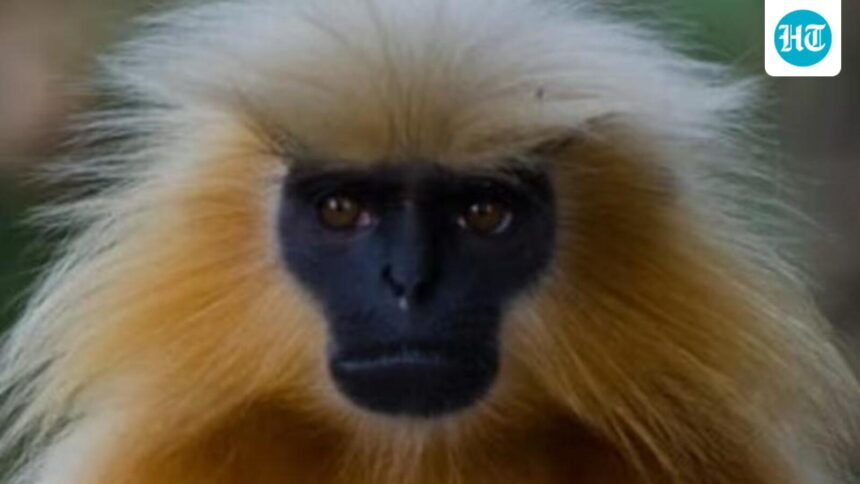 7-golden-langur-puppies-rescued-from-traffickers-and-released-into-the-wild:-assam-forest-minister