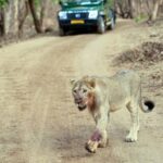 heat,-encroachment-and-illegal-displays-fuel-lion-human-conflict-in-gujarat