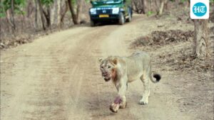 heat,-encroachment-and-illegal-displays-fuel-lion-human-conflict-in-gujarat