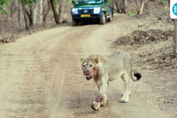 heat,-encroachment-and-illegal-displays-fuel-lion-human-conflict-in-gujarat