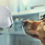 new-role-for-man’s-best-friend: detecting-cancer