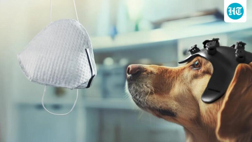 new-role-for-man’s-best-friend: detecting-cancer