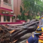 a-student-died-after-a-tree-fell-on-a-school-bus-in-mumbai’s-chembur,-and-4-were-taken-to-hospital
