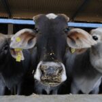 ‘contrary-to-existing-state-laws’:-tamil-nadu-sc-moves-against-madras-hc-ban-on-cow-slaughter