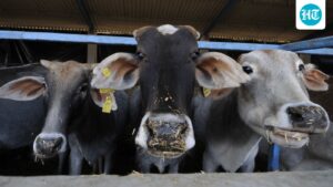 ‘contrary-to-existing-state-laws’:-tamil-nadu-sc-moves-against-madras-hc-ban-on-cow-slaughter