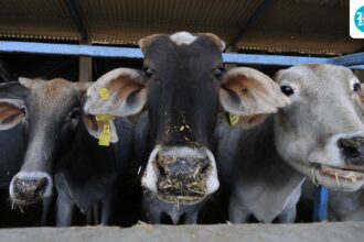 ‘contrary-to-existing-state-laws’:-tamil-nadu-sc-moves-against-madras-hc-ban-on-cow-slaughter