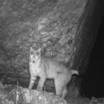 sikkim:-eurasian-lynx-captured-on-camera-for-the-first-time;-the-second-record-is-in-the-eastern-himalayas