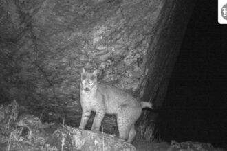 sikkim:-eurasian-lynx-captured-on-camera-for-the-first-time;-the-second-record-is-in-the-eastern-himalayas