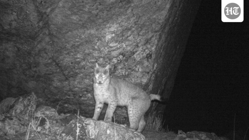 sikkim:-eurasian-lynx-captured-on-camera-for-the-first-time;-the-second-record-is-in-the-eastern-himalayas