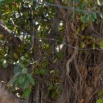 a-700-year-old-banyan-tree-in-munger,-bihar-has-just-entered-the-history-books,-and-here’s-why