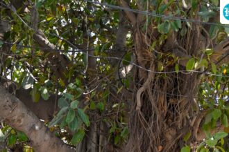 a-700-year-old-banyan-tree-in-munger,-bihar-has-just-entered-the-history-books,-and-here’s-why