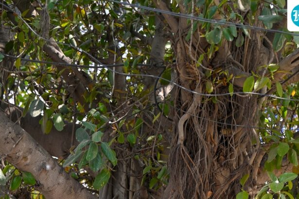 a-700-year-old-banyan-tree-in-munger,-bihar-has-just-entered-the-history-books,-and-here’s-why