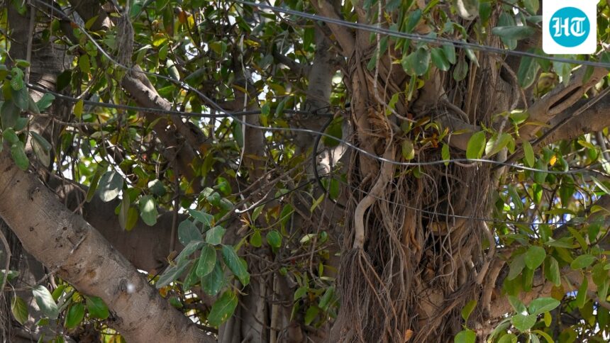 a-700-year-old-banyan-tree-in-munger-bihar-has-just-entered-the-history-books-and-heres-why | GIBN a-700-year-old-banyan-tree-in-munger,-bihar-has-just-entered-the-history-books,-and-here’s-why