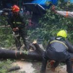 ‘every-tree-makes-us-anxious’:-8-years-after-fatal-tree-branch-accident,-mumbai-family-lives-with-monsoon-‘shock’